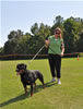Rottweiler females 18-24 months: 0351 Carlita Von Konigliche SG3