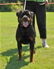 Rottweiler females 18-24 months: 0356 Carlita Von Konigliche SG3