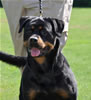 Rottweiler females 18-24 months: 0359 Callie Von Der Kuhlen Kante SG