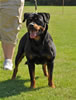 Rottweiler females 18-24 months: 0363 Callie Von Der Kuhlen Kante SG