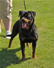 Rottweiler females 18-24 months: 0364 Callie Von Der Kuhlen Kante SG