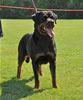 Rottweiler females 18-24 months: 0369 Alfa Vom Hause Franeta SG