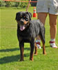 Rottweiler females 18-24 months: 0376 Emerald Von Evman II V2