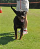 Rottweiler females 18-24 months: 0377 Emerald Von Evman II V2