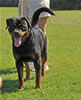 Rottweiler females 18-24 months: 0378 Emerald Von Evman II V2