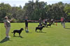 Rottweiler females 18-24 months: 0384