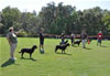 Rottweiler females 18-24 months: 0385