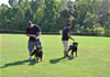 Rottweiler females 18-24 months: 0386