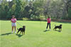 Rottweiler females 18-24 months: 0387