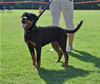 Rottweilers Puppies 4-6 month: 0032 Genworks Gladys VP3