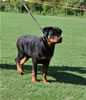 Rottweilers Puppies 4-6 month: 0034 Lorals Valley Girl VP2