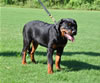 Rottweilers Puppies 4-6 month: 0041 Comtesse Madison Vom Schonen Dorf VP4