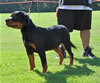 Rottweilers Puppies 4-6 month: 0045 Mona Vom Bloniev VP1 Best Female Puppy