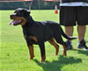 Rottweilers Puppies 4-6 month: 0046 Mona Vom Bloniev VP1 Best Female Puppy