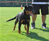 Rottweilers Puppies 4-6 month: 0049 Mona Vom Bloniev VP1 Best Female Puppy