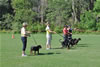 Rottweilers Puppies 4-6 month: 0053