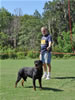 Rottweiler Puppies 9-12 month: 0144 Willow Von Der STeinbrucke S3