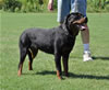 Rottweiler Puppies: 0145 Willow Von Der STeinbrucke S3