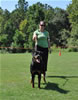Rottweiler Puppies: 0148 Jehexe Vom Schloss Hexental P2