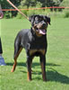 Rottweiler Puppies: 0150 Jehexe Vom Schloss Hexental P2