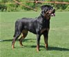 Rottweiler Puppies: 0151 Jehexe Vom Schloss Hexental P2