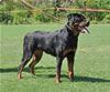 Rottweiler Puppies: 0152 Jehexe Vom Schloss Hexental P2