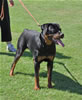 Rottweiler Puppies: 0153 Jehexe Vom Schloss Hexental P2