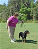 Rottweiler Puppies: 0154 Islands Natalia Von Diverhus VP1