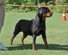 Rottweiler Puppies: 0158 Islands Natalia Von Diverhus VP1