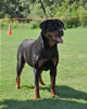 Rottweiler Puppies: 0160 Islands Natalia Von Diverhus VP1