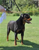 Rottweiler Puppies: 0161 Islands Natalia Von Diverhus VP1