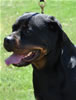 Open Females: 0722 Islands Legend Sundayrose TK DArkstarr V4