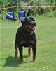 Open Females: 0725 Banjo Von Brinkhaus V