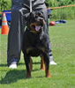 Open Females: 0726 Banjo Von Brinkhaus V