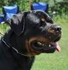 Open Females: 0728 Banjo Von Brinkhaus V