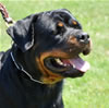 Open Females: 0729 Banjo Von Brinkhaus V