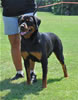 Open Females: 0744 Ketelhaus Primadonna Bella SG