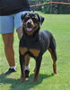 Open Females: 0745 Ketelhaus Primadonna Bella SG