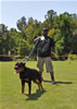 Rottweiler Youth 12-18 months: 0180 Diesel Vom Hause Bright V3