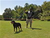 Rottweiler Youth 12-18 months: 0183 Diesel Vom Hause Bright V3