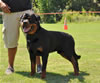 Rottweiler Youth 12-18 months: 0185 York Vom Schwaiger Rathaus V2