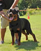 Rottweiler Youth 12-18 months: 0186 York Vom Schwaiger Rathaus V2