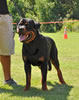 Rottweiler Youth 12-18 months: 0187 York Vom Schwaiger Rathaus V2