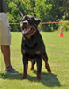 Rottweiler Youth 12-18 months: 0191 York Vom Schwaiger Rathaus V2