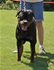 Rottweiler Youth 12-18 months: 0200 Tyko Vom Blaurasen G