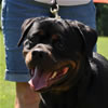 Rottweiler Youth 12-18 months: 0201 Tyko Vom Blaurasen G