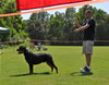 Rottweiler Youth 12-18 months: 0202 Evan Von Der Stark SG4