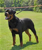 Rottweiler Youth 12-18 months: 0207 Evan Von Der Stark SG4