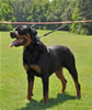Rottweiler Youth 12-18 months: 0209 Evan Von Der Stark SG4