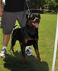 Rottweiler Youth 12-18 months: 0211 Barry Vom Carrabba Haus V1